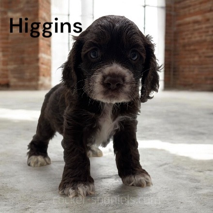 puppy, for, sale, Cocker Spaniel, Joe & Cherri  Overlease, dog, breeder, Miller, MO, dog-breeder, puppy-for-sale, forsale, nearby, find, puppyfind, locator, puppylocator, aca